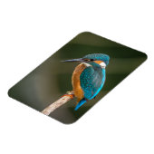 KIngfisher Magneet (Linkerzijde)