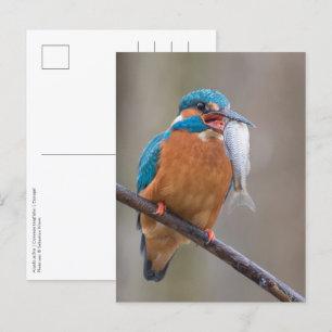 Kingfisher met Prey Natuur Foto Briefkaart