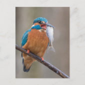 Kingfisher met Prey Natuur Foto Briefkaart (Voorkant)