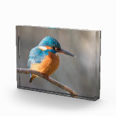 Kingfisher Natuur Foto (Rechts)
