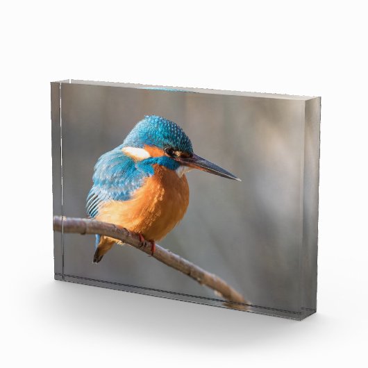 Kingfisher Natuur Foto (Rechts)