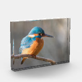 Kingfisher Natuur Foto (Links)