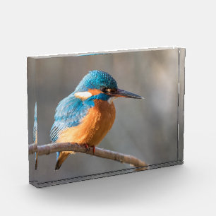 Kingfisher Natuur Foto