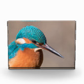 Kingfisher Natuur Foto (Voorkant)