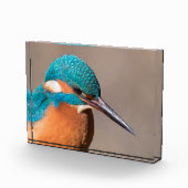 Kingfisher Natuur Foto (Rechts)