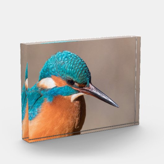 Kingfisher Natuur Foto (Links)