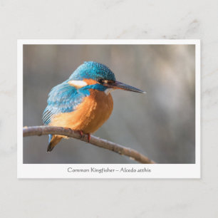 Kingfisher Natuur Foto Briefkaart