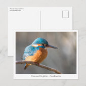 Kingfisher Natuur Foto Briefkaart (Voorkant / Achterkant)