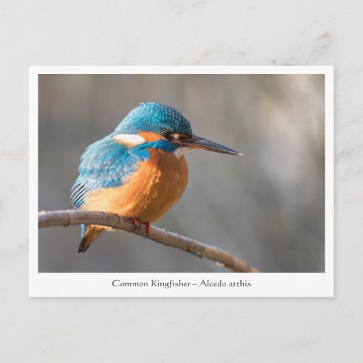 Kingfisher Natuur Foto Briefkaart (Voorkant)