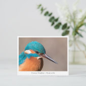 Kingfisher Natuur Foto Briefkaart (Staand voorkant)