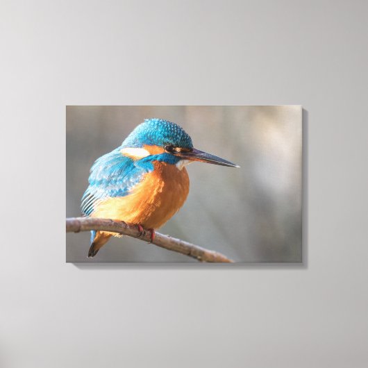 Kingfisher Natuur Foto Canvas Afdruk (Voorkant)
