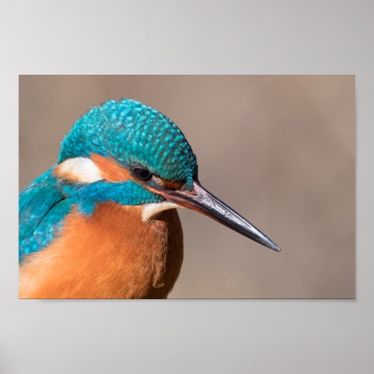 Kingfisher Natuur Foto Poster (Voorkant)