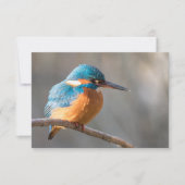 Kingfisher Natuur Fotokaart (Voorkant)