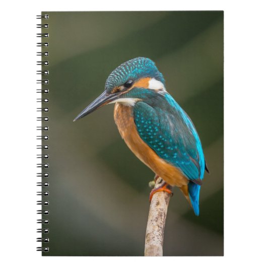 KIngfisher Notitieboek (Voorkant)