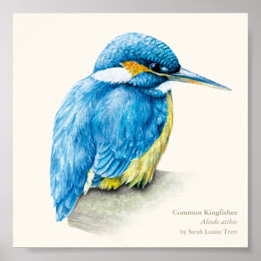 Kingfisher Ornithologie fijne, vierkante gedrukte  Poster (Voorkant)