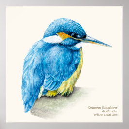 Kingfisher Ornithologisch poster