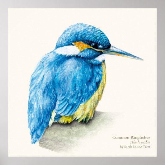 Kingfisher Ornithologisch poster (Voorkant)