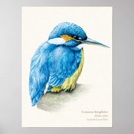 Kingfisher Ornithology portretteert fijne kunstafd Poster (Voorkant)