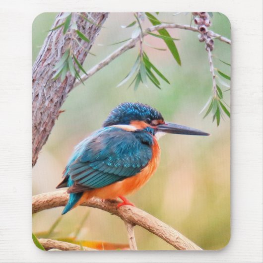 Kingfisher Perched on Branch Muismat (Voorkant)