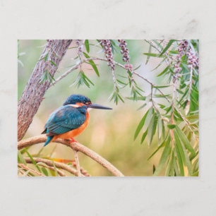Kingfisher Perched op Branch Briefkaart