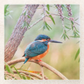 Kingfisher Perched op Branch Glazen Onderzetter (Voorkant)