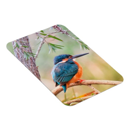 Kingfisher Perched op Branch Magneet (Rechterzijde)