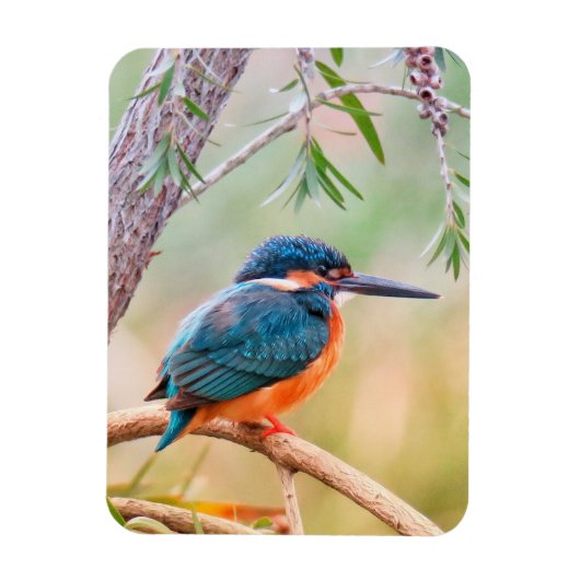 Kingfisher Perched op Branch Magneet (Verticaal)