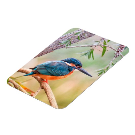 Kingfisher Perched op Branch Magneet (Linkerzijde)