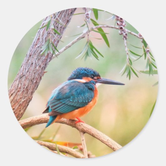 Kingfisher Perched op Branch Ronde Sticker (Voorkant)