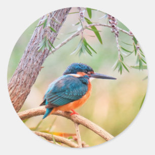 Kingfisher Perched op Branch Ronde Sticker