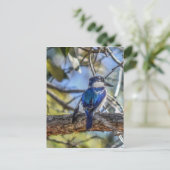 KINGFISHER PLRAL QUEENSLAND AUSTRALIË BRIEFKAART (Staand voorkant)