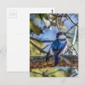 KINGFISHER PLRAL QUEENSLAND AUSTRALIË BRIEFKAART (Voorkant / Achterkant)