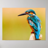Kingfisher Poster (Voorkant)