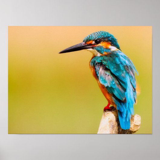 Kingfisher Poster (Voorkant)