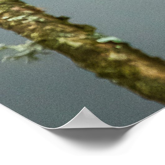 Kingfisher Poster/Afdruk Poster (Hoek)