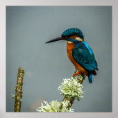 Kingfisher Poster/Afdruk Poster (Voorkant)