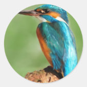 Kingfisher Ronde Sticker (Voorkant)