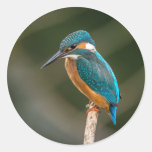 Kingfisher Ronde Sticker