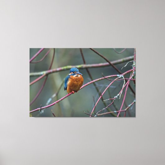 Kingfisher v2 canvas afdruk (Voorkant)
