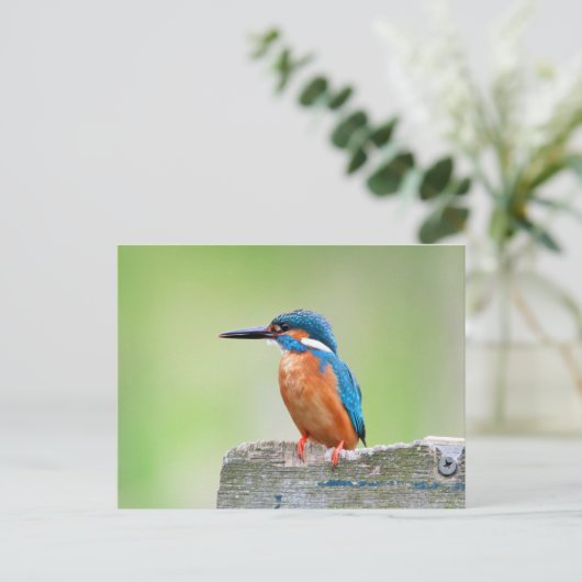 Kingfisher vogel briefkaart (Staand voorkant)