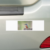 Kingfisher vogel. bumpersticker (Op auto)