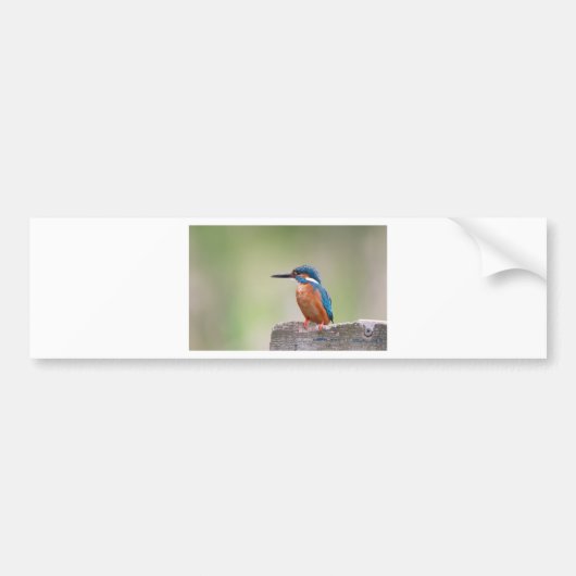 Kingfisher vogel. bumpersticker (Voorkant)