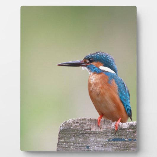Kingfisher vogel. fotoplaat (Voorkant)