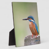 Kingfisher vogel. fotoplaat (Zijkant)