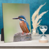 Kingfisher vogel. fotoplaat (Zijkant)