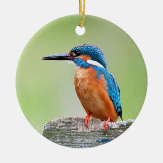 Kingfisher vogel keramisch ornament (Voorkant)