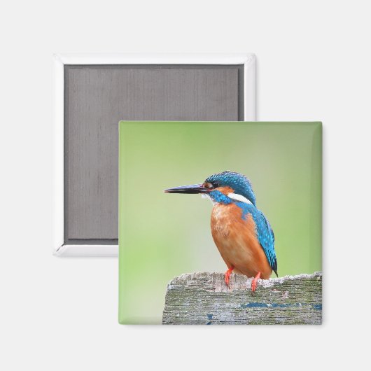 Kingfisher vogel magneet (Voorkant / Achterkant)