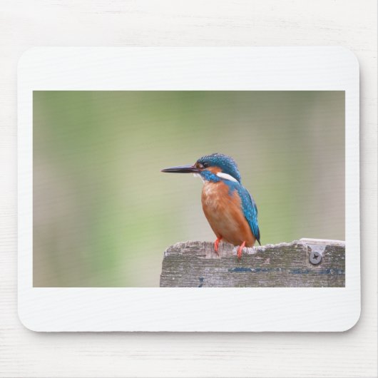 Kingfisher vogel. muismat (Voorkant)