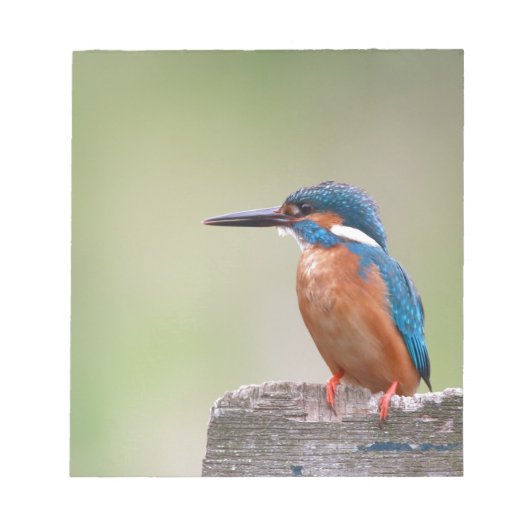 Kingfisher vogel. notitieblok (Voorkant)