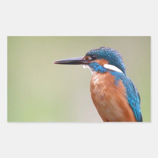 Kingfisher vogel. rechthoekige sticker (Voorkant)
